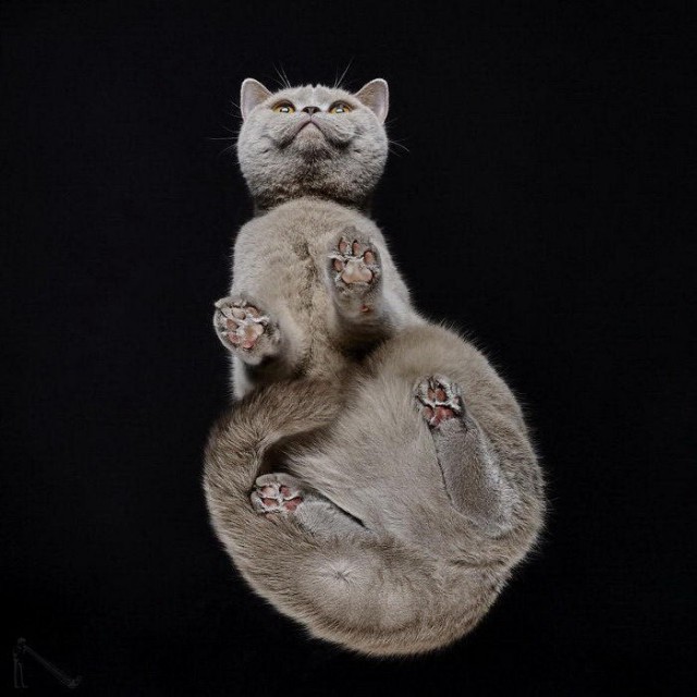 Коты и Кошки