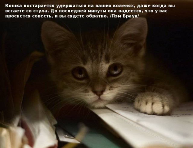 Картинки из инета.