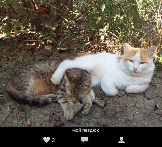 Коты и Кошки