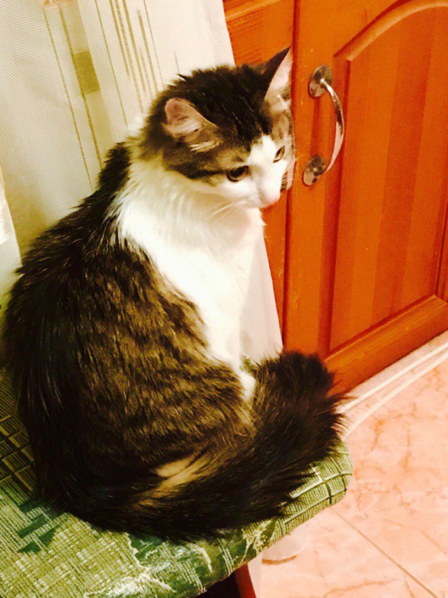 Коты и Кошки