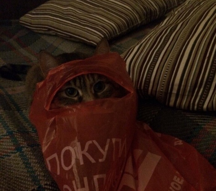 Котовторник!