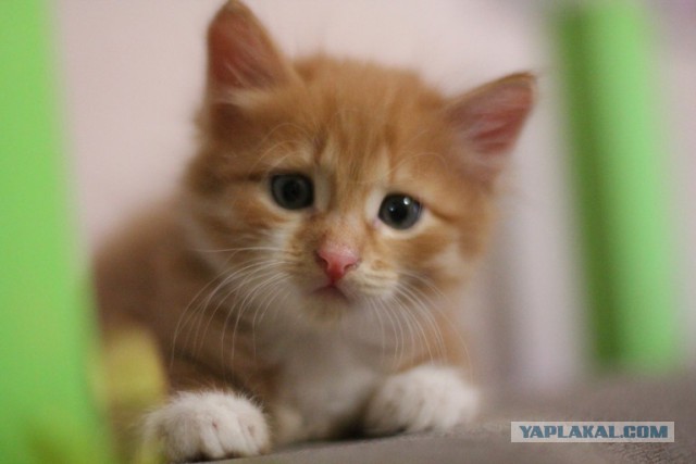 Котовторник  23.01.2018