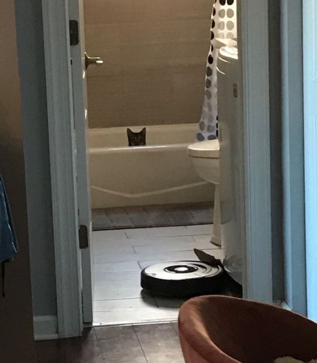 Прикольных котов пост