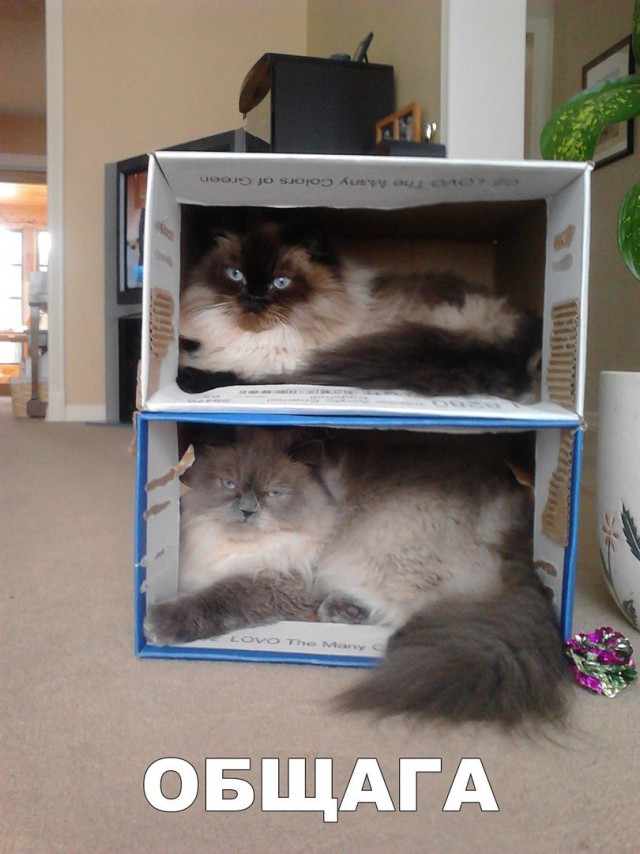 Кот без прикрас