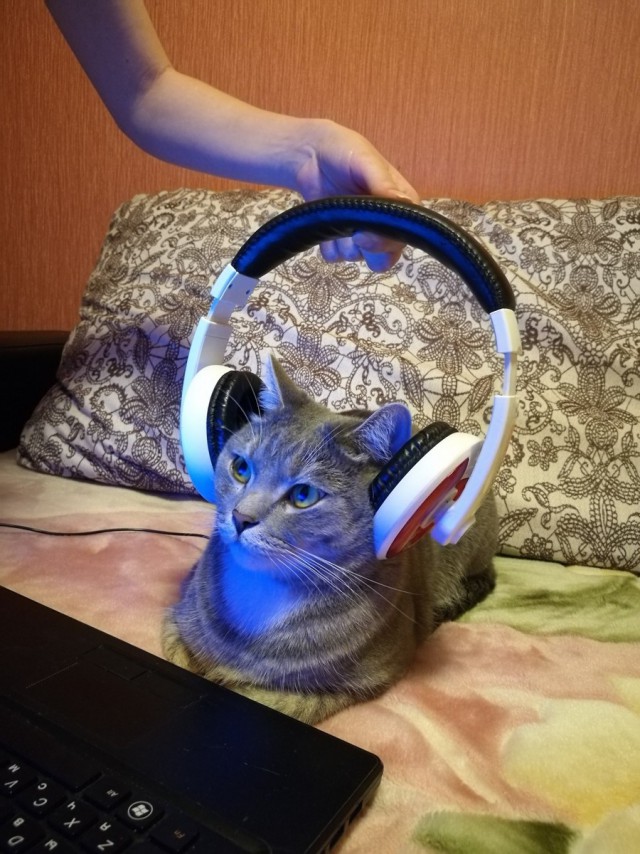 Прикольных котов пост