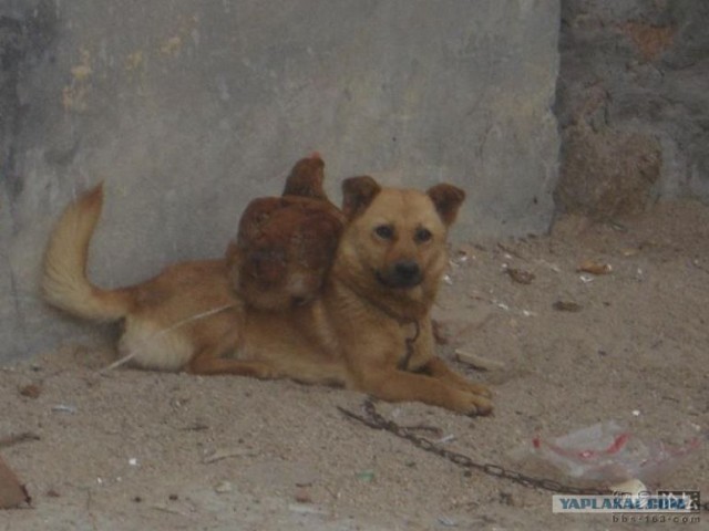 Собака и курица