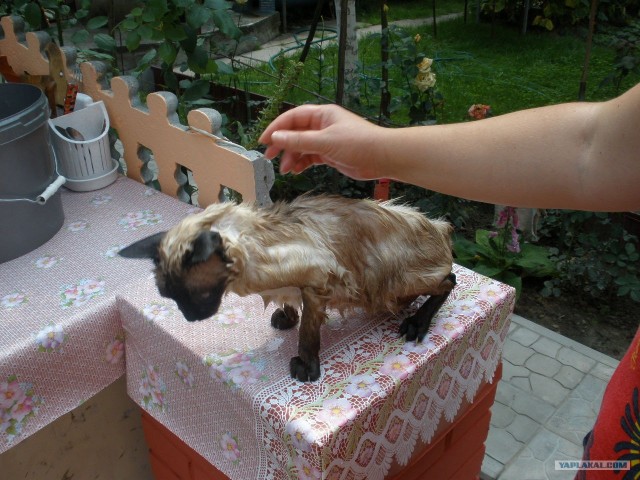 Котовторник на горячее - 20.07.2010