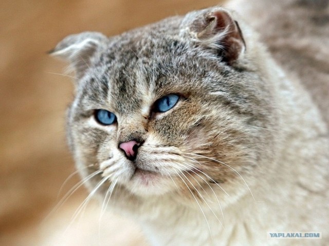 Котовторник объявляется открытым!