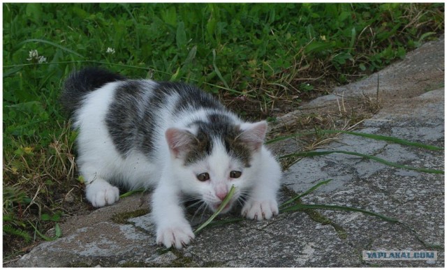 Котовторник: Кошки и ягнёнок