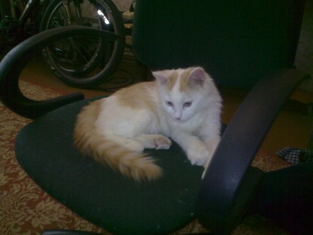Котовторник 13.12.11 - магическе числа