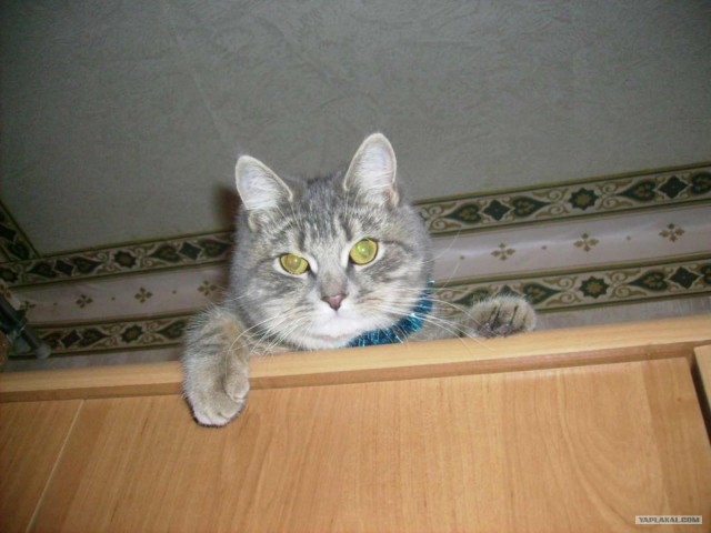 Котовторник (31.01.2012)
