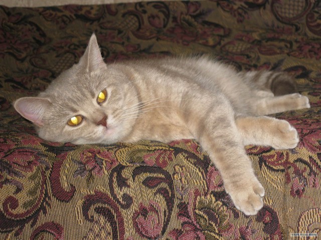 Котовторник 17.04.2012