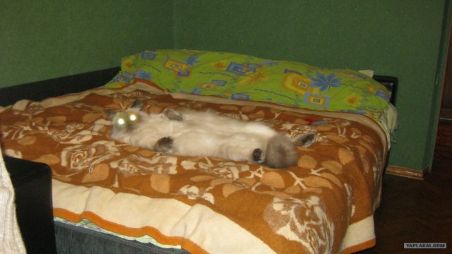 Котовторник 1 мая 2012