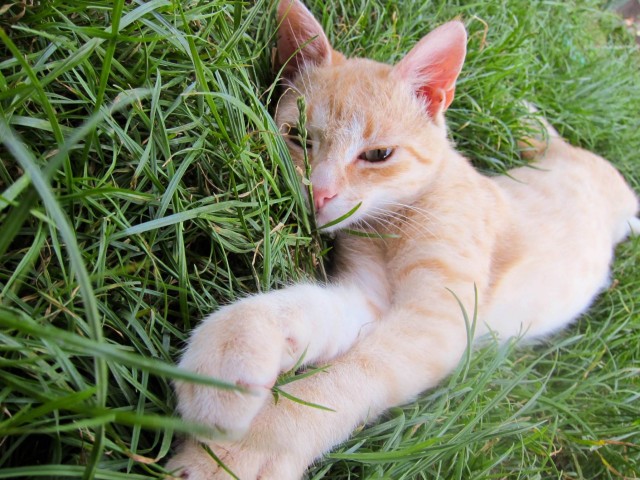 Котовторник на 26.06.12
