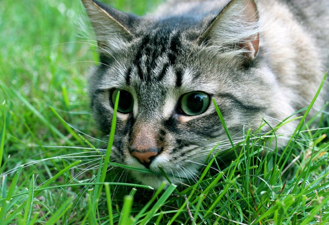 Котовторник 11.09.2012