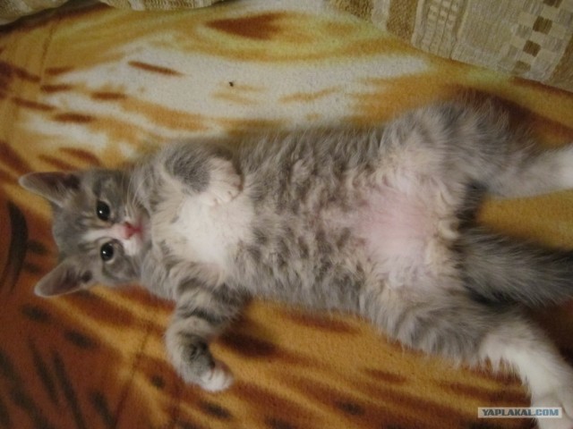 Котовторник 12.02.13