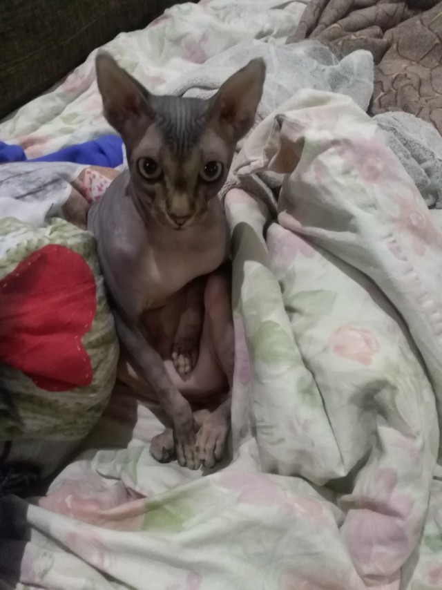 Забавные фото котеек