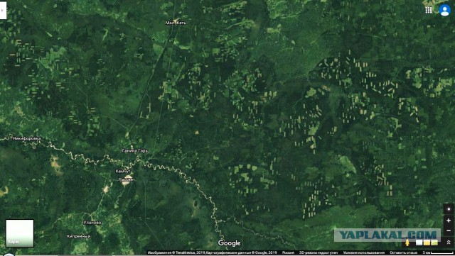 Главный ревизор Красноярского края заявила о масштабном воровстве леса и бездействии власти