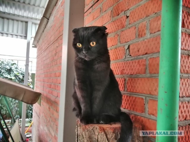 Забавные фото котеек