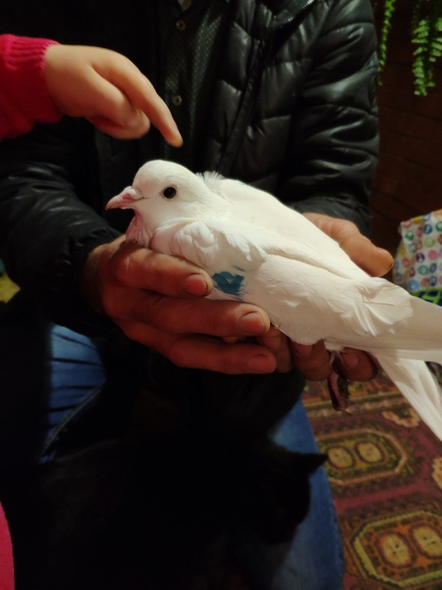 Живность из сети