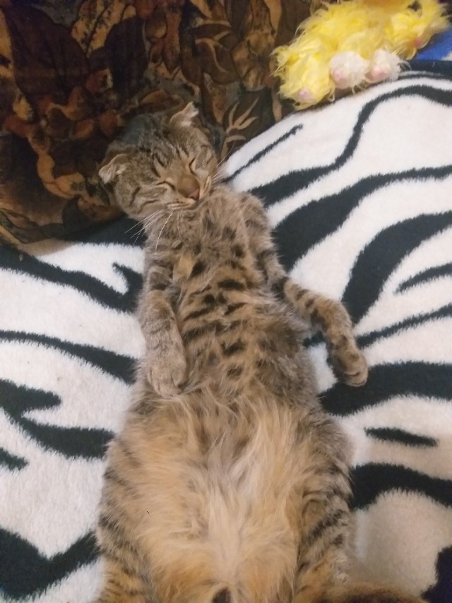 Забавные фото котеек