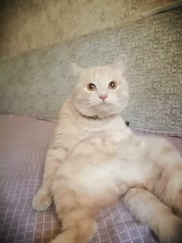 Забавные фото котеек