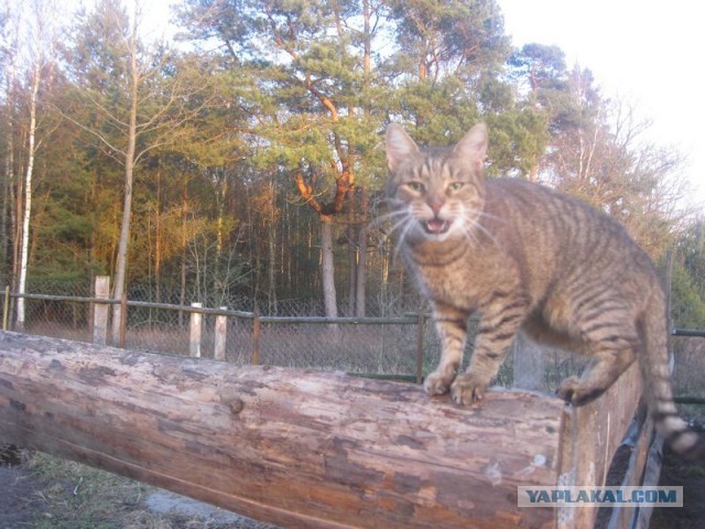 Жизнь домашнего приюта для котеек 278