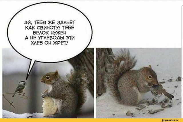 Суровый синиц