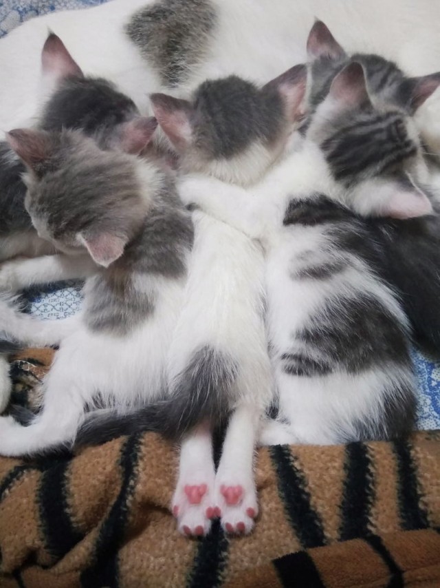 Коты из сети