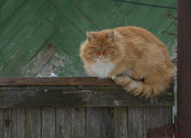 Задорные заборные котэ