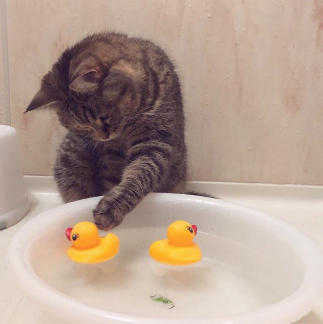Забавные животные