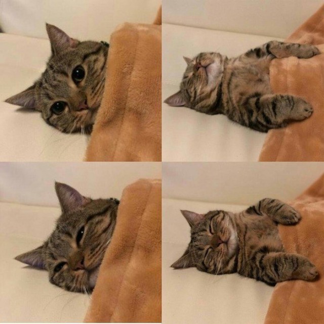 Смешные коты 25.08.20