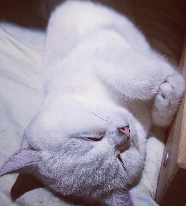 Котовторник 17.11.20