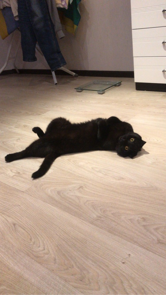 Котовторнику быть!