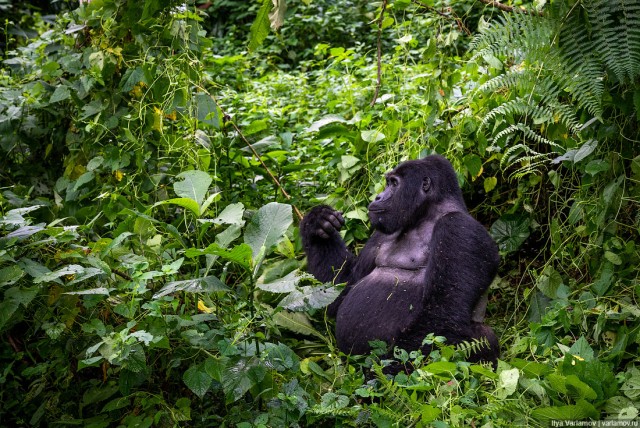 Уганда: самая настоящая Африка с гориллами и носорогами!