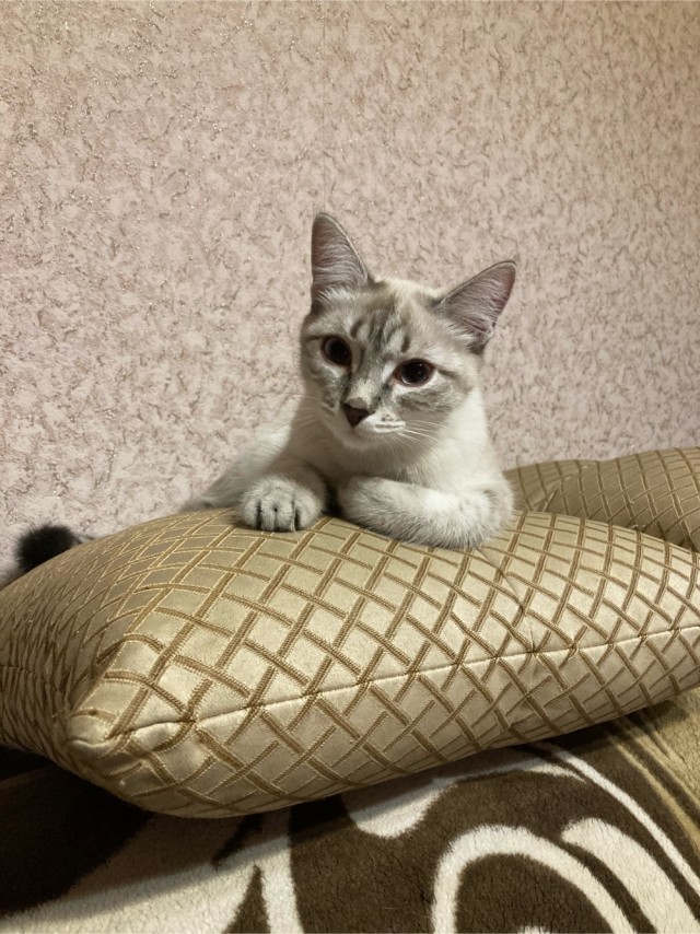 Котовторник же!