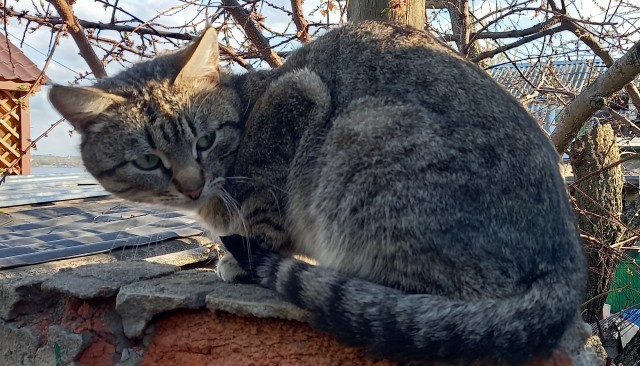 Вторник-кото