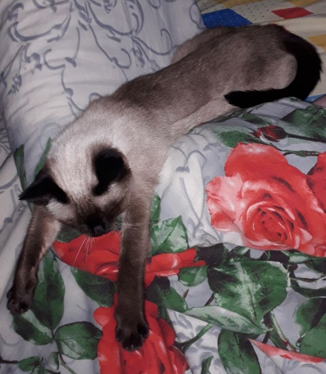 С котовторником!