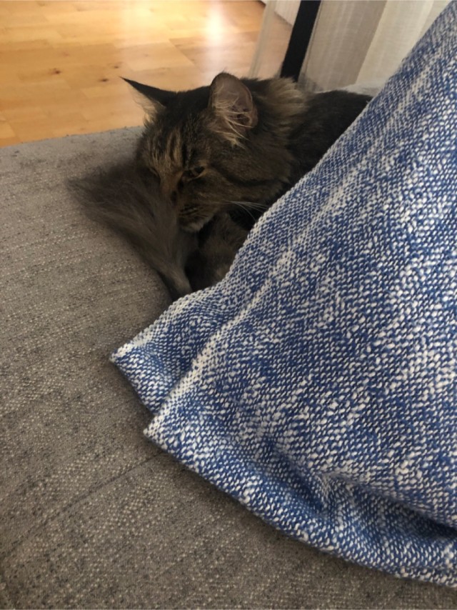 Котовторник же очередной