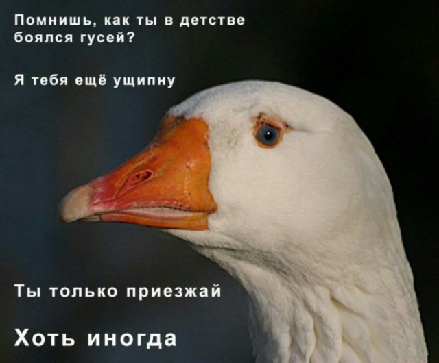 Е@и гусей, говорили они