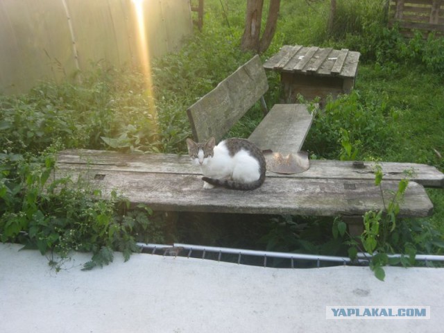 Жизнь домашнего приюта для котеек 359
