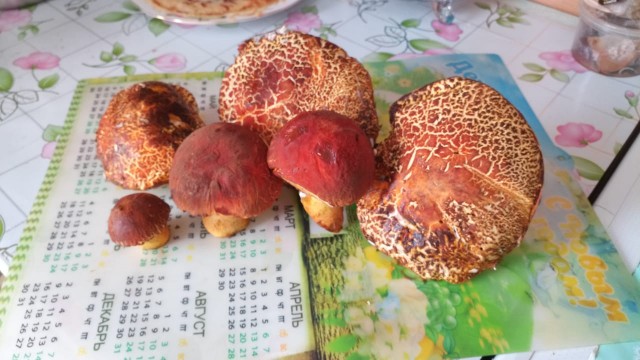Хорошо нынче в лесу гулять с собакой