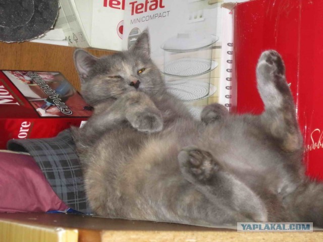 Солнце котовторника уже встало, Господа!
