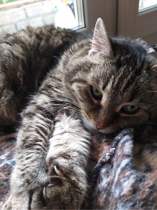 Котовторнику быть