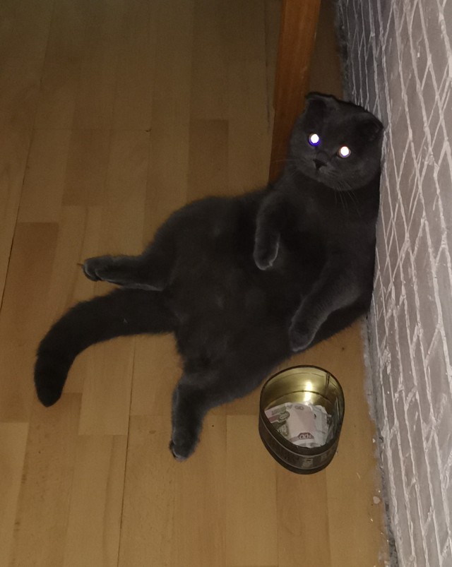 Первый котовторник 2022