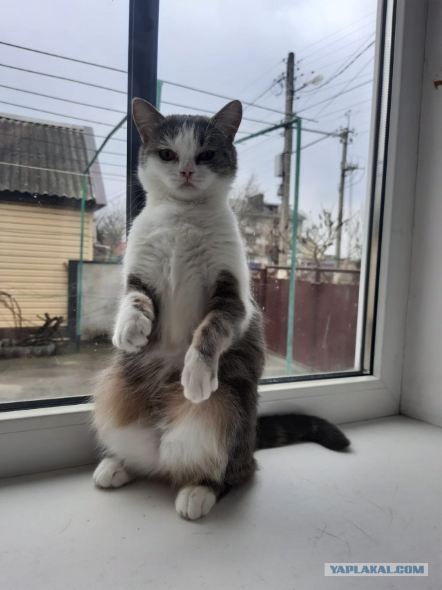 Котовторник вроде.