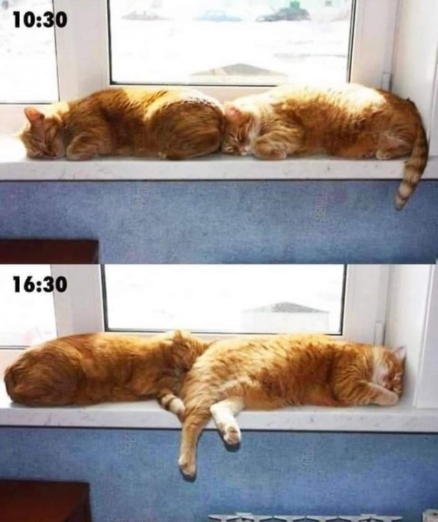 К котофторнику