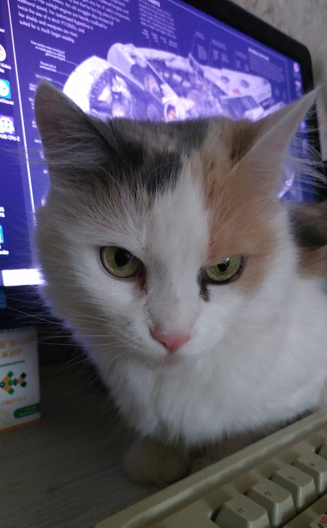 К котовторнику
