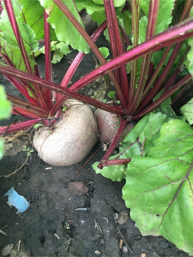 Для любителей сада-огорода