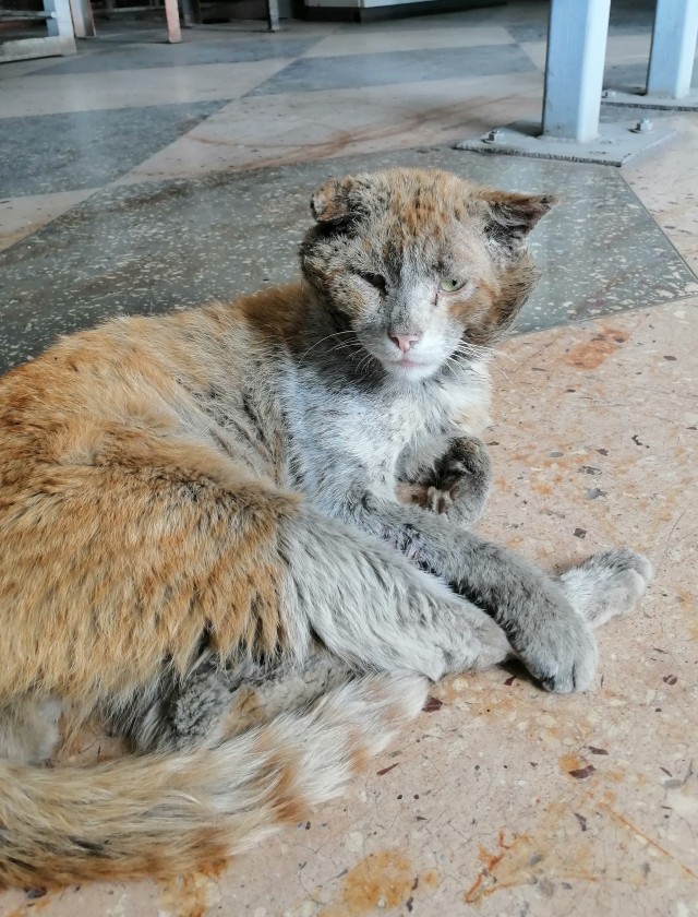 Коты ишачат на заводе